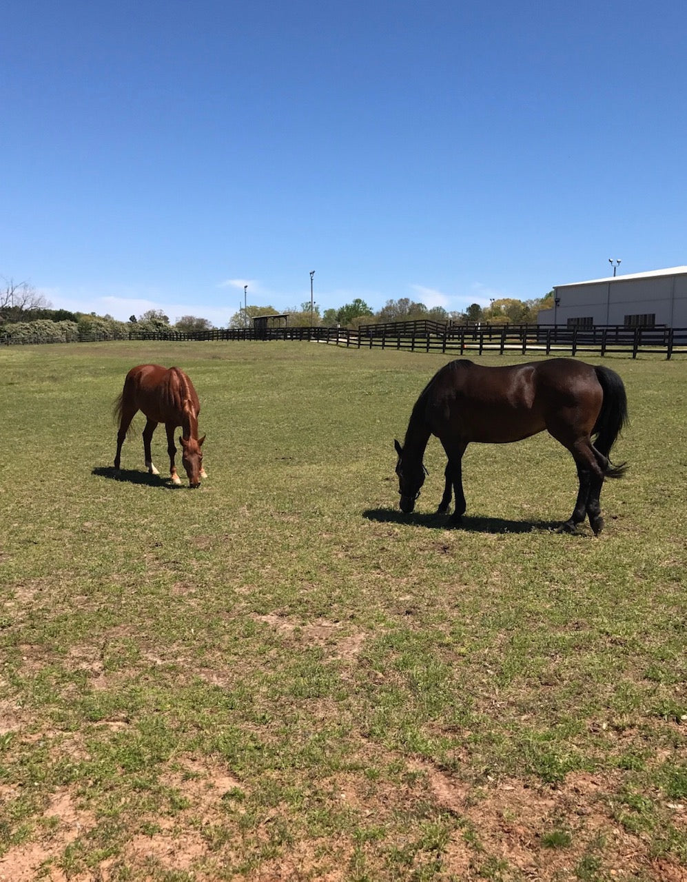 The Girls