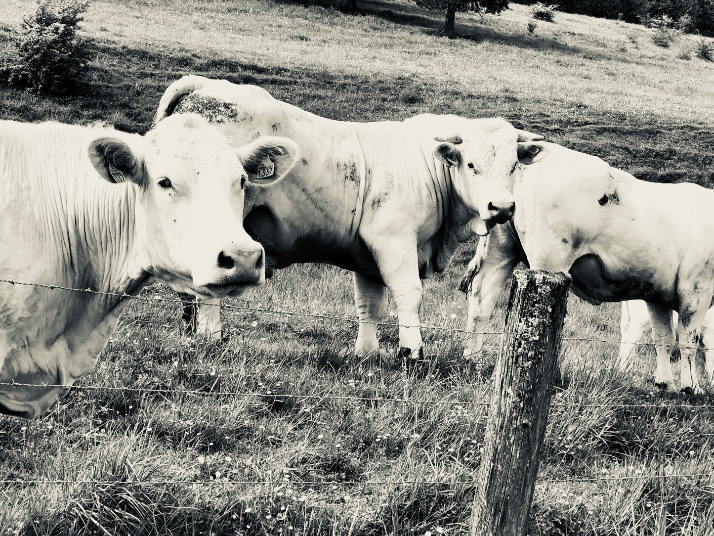 "Curious Charolais"