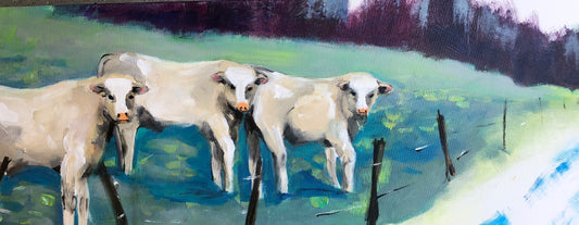 "Curious Charolais"